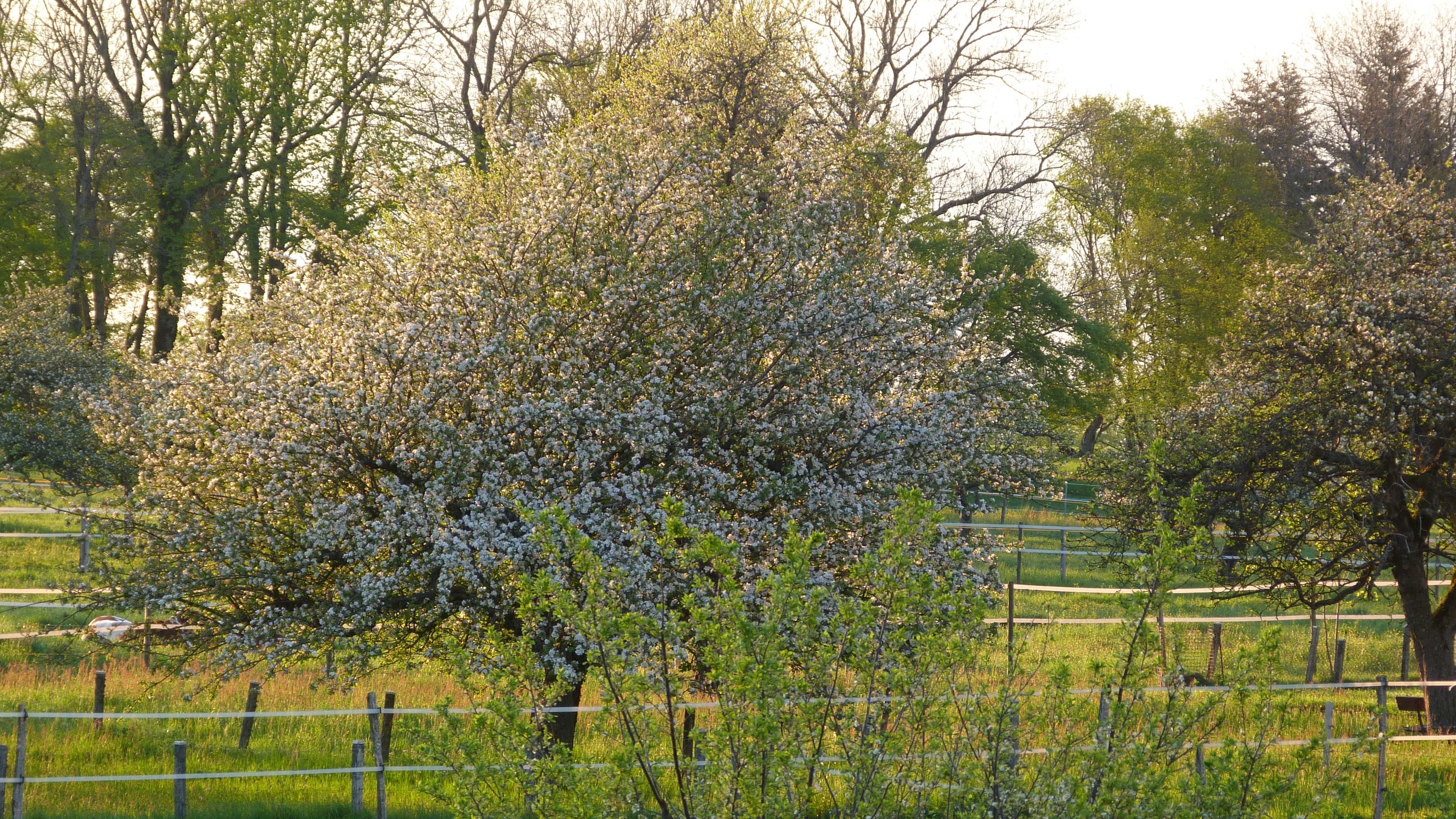 Der Apfelbaum, König der Obstgärten