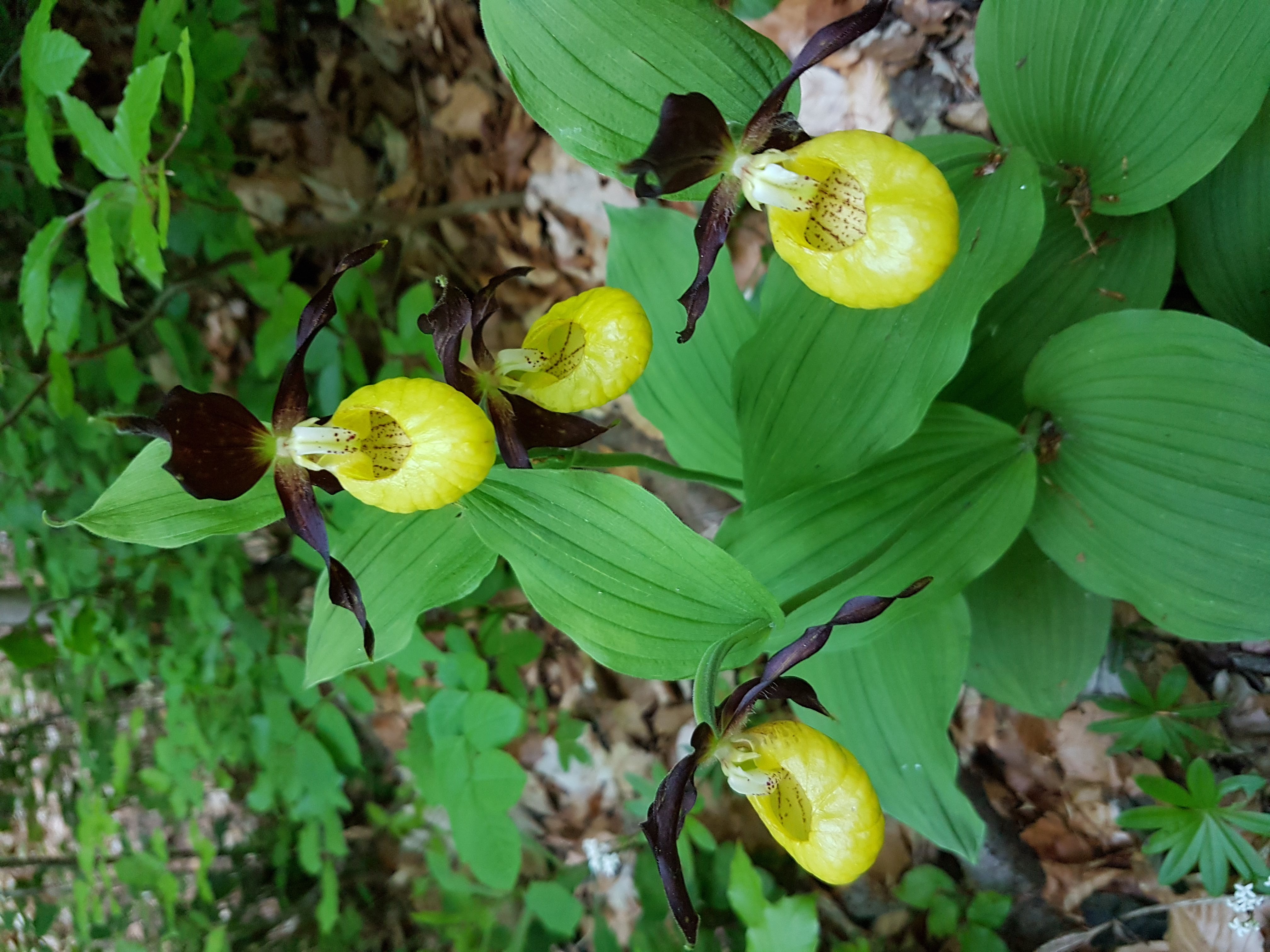 Le sabot de Vénus, la plus grande des orchidées sauvages