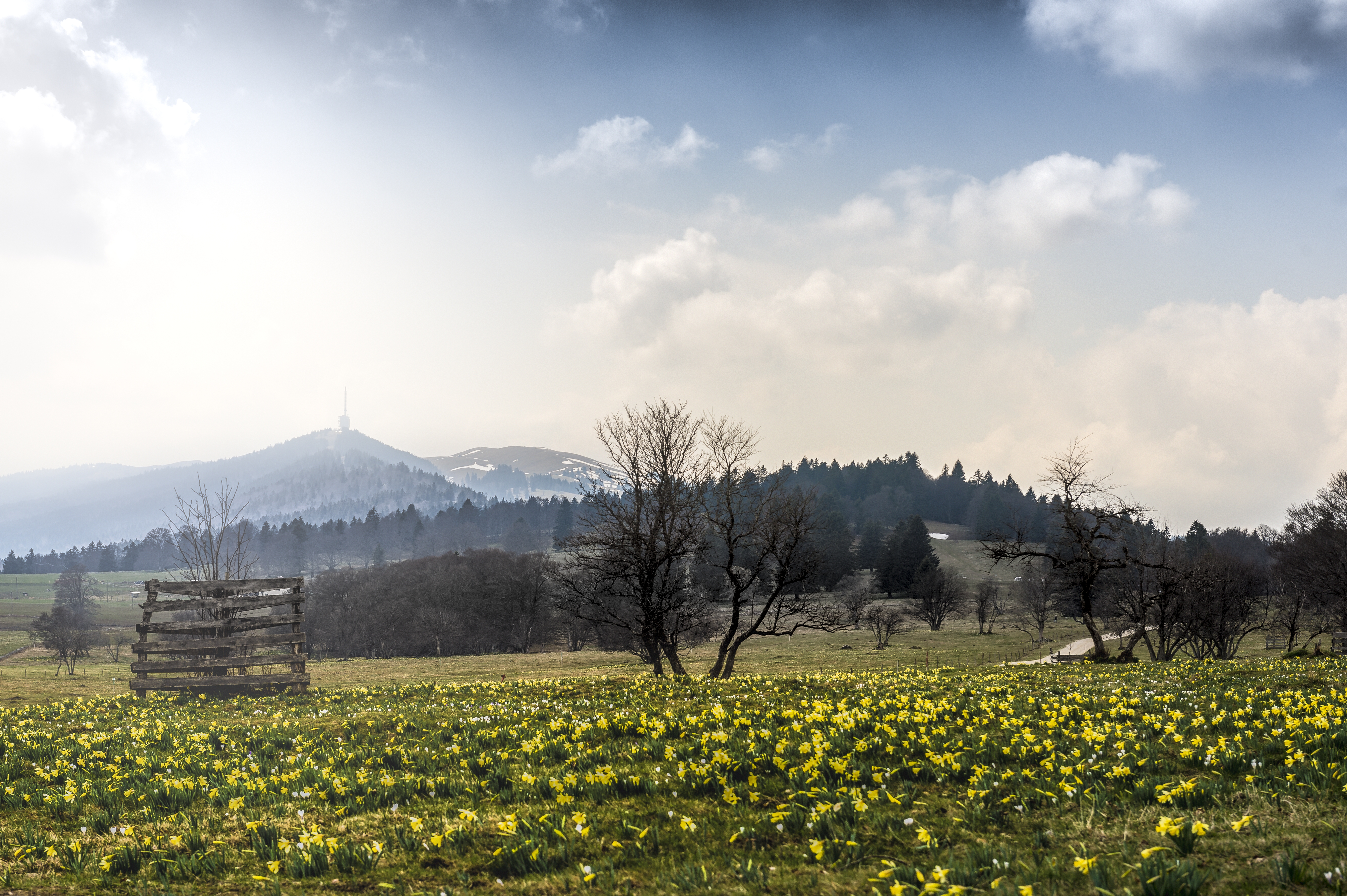 Le temps des jonquilles