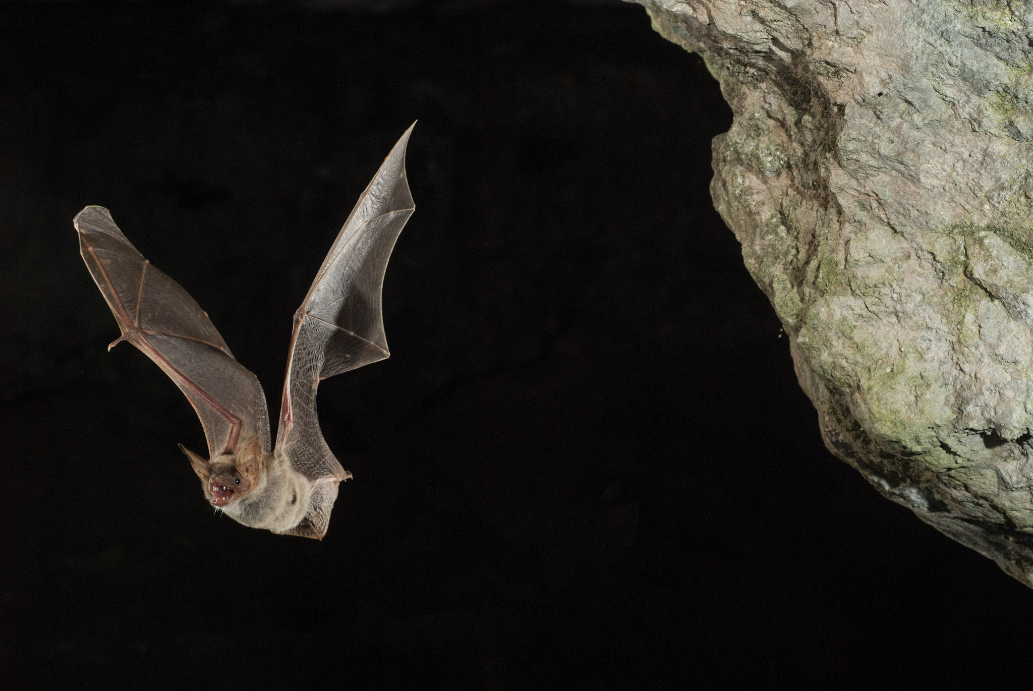 La nuit des chauves-souris le 29 août