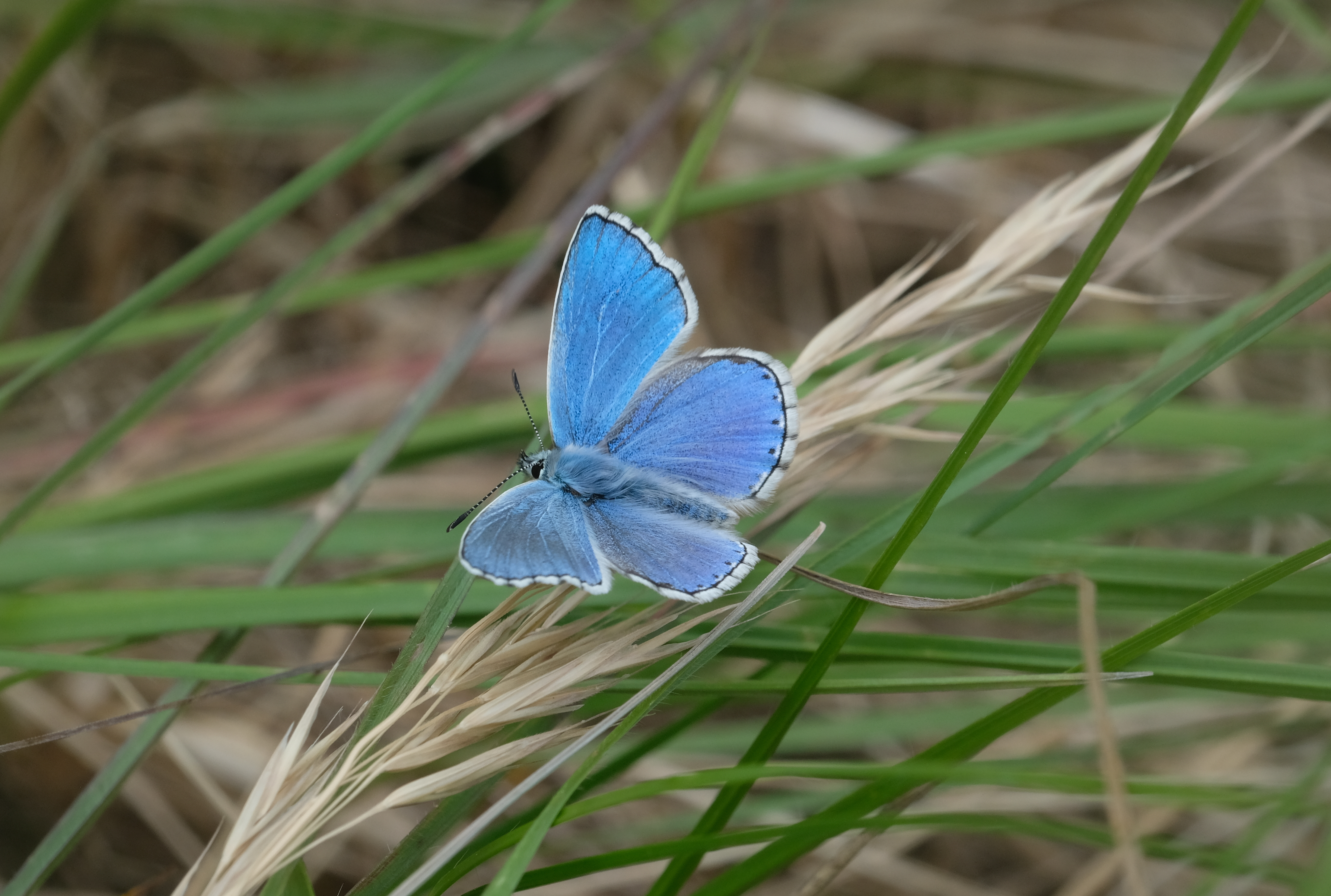 Plus de biodiversité dans les jardins