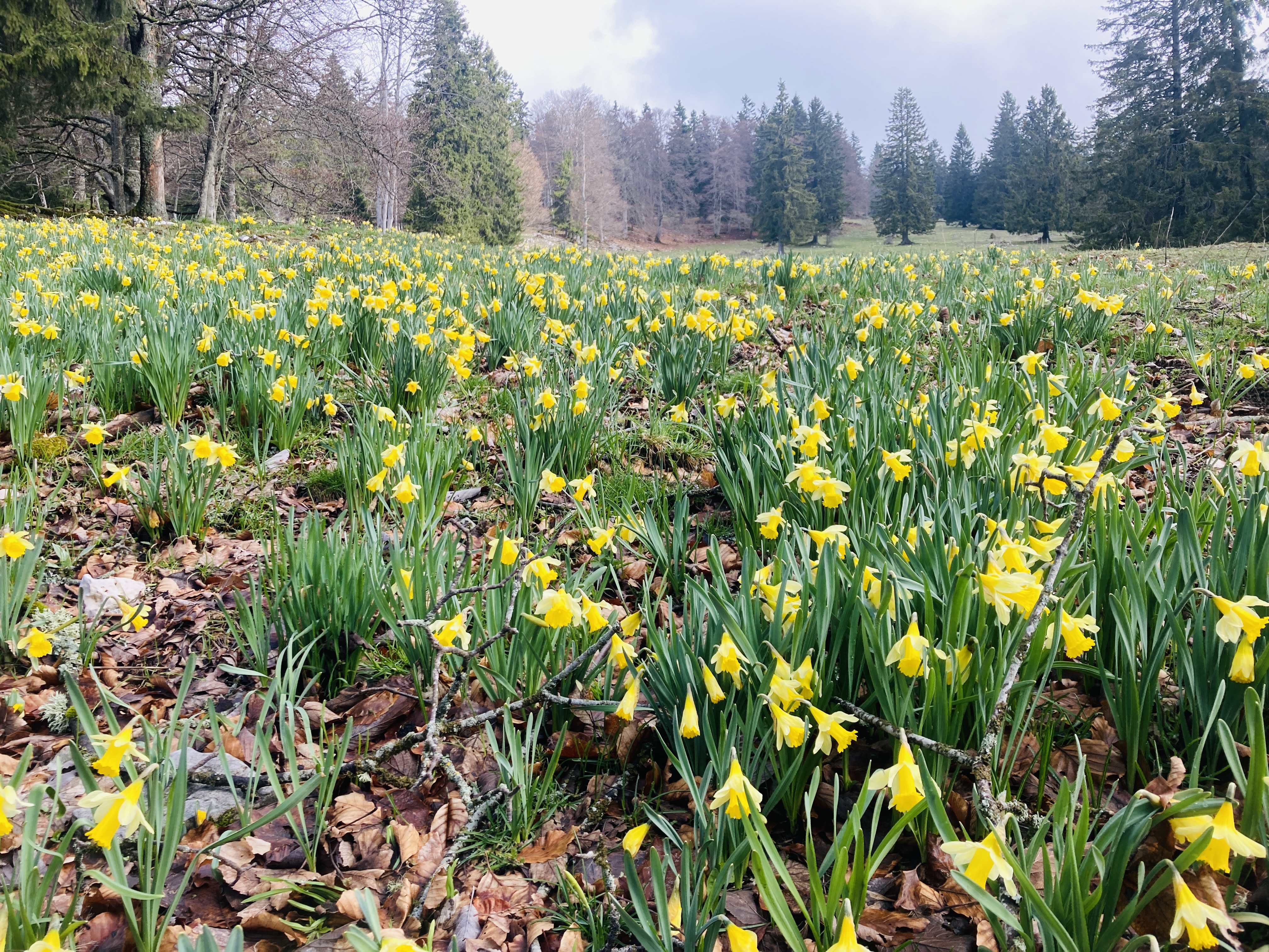 Du respect pour les jonquilles