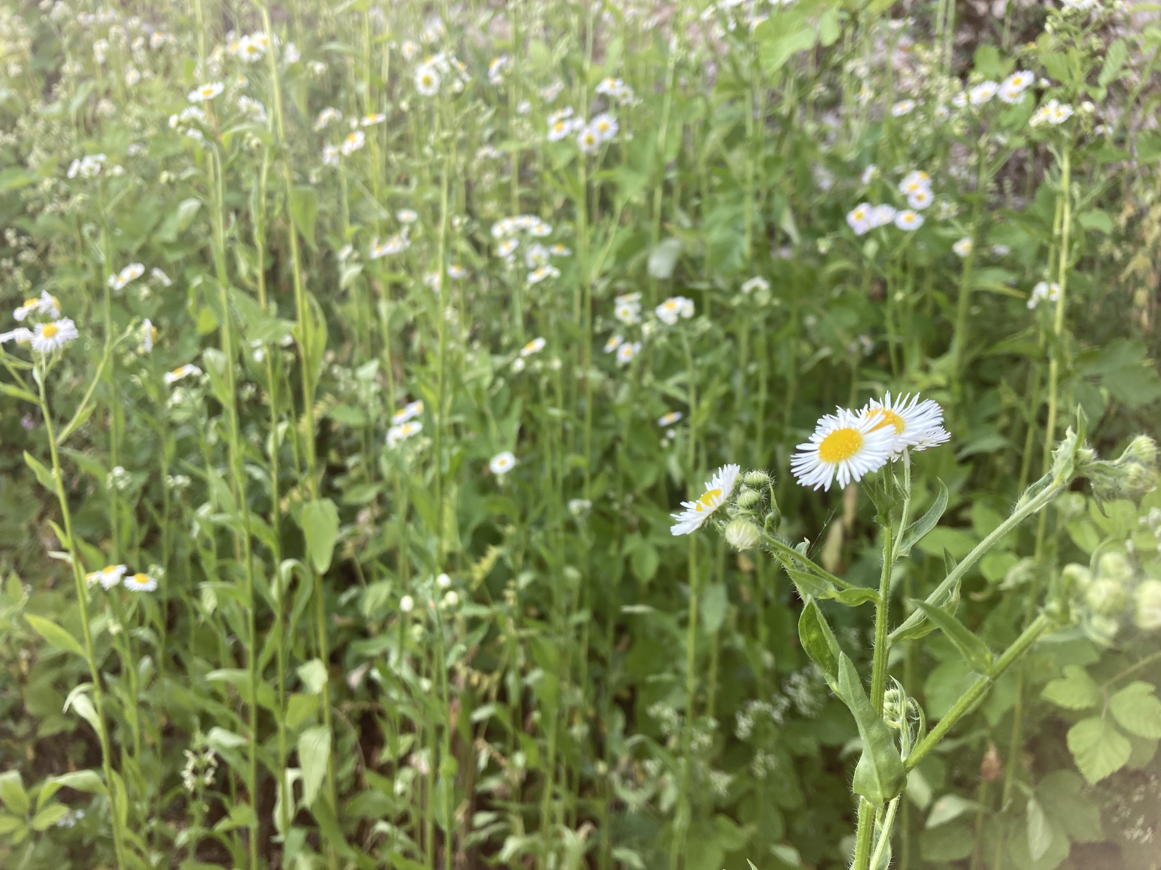 Animation sur les néophytes envahissantes à La Neuveville