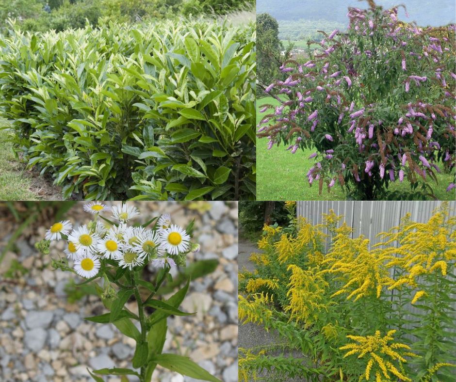 Halte aux plantes néophytes