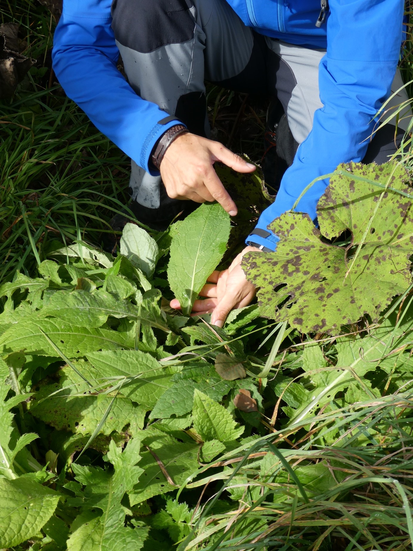 Botanische Wanderung, Sammeln und Zubereitung von Wildpflanzen