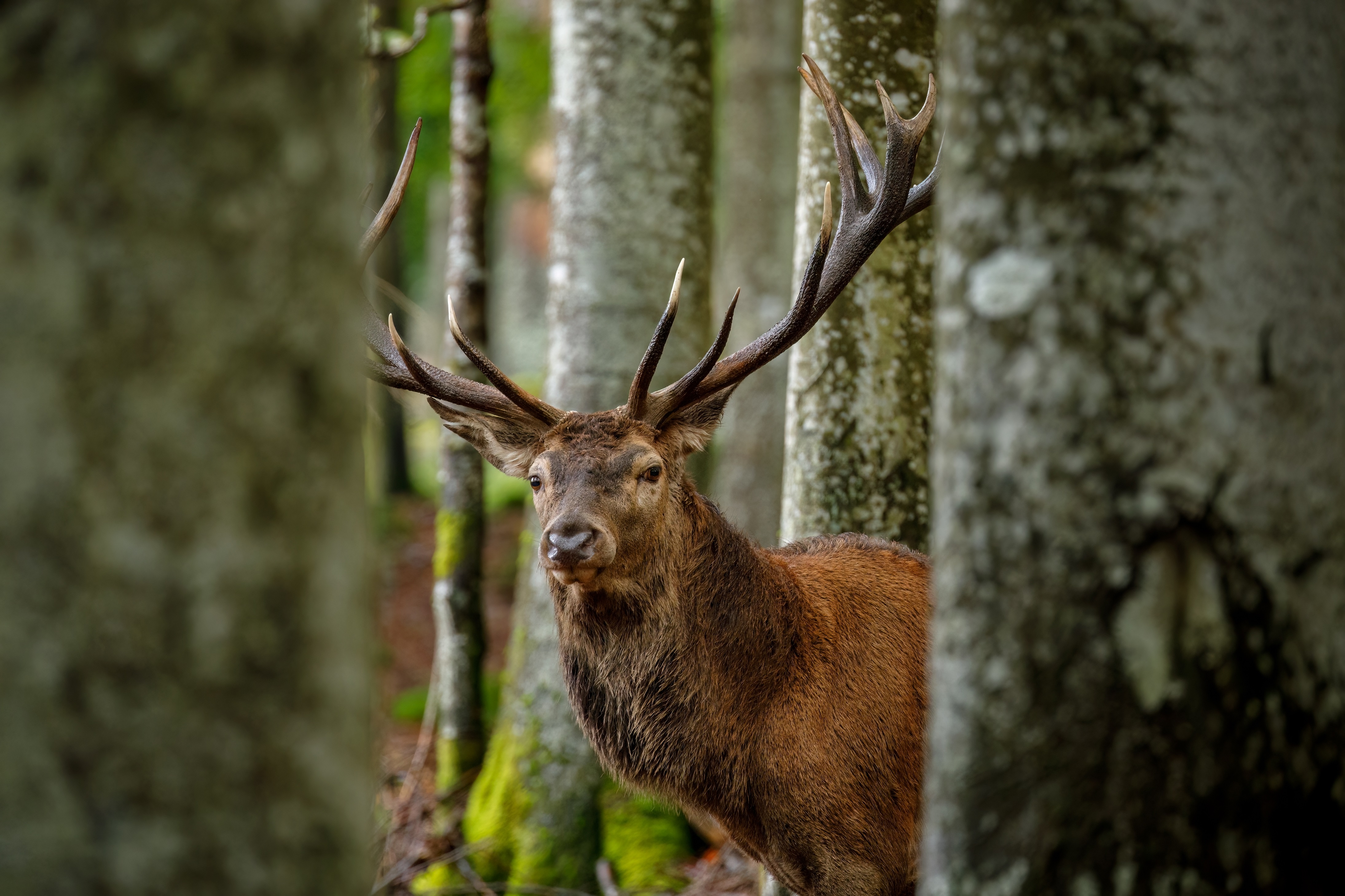 Le cerf – un immigrant fraîchement arrivé