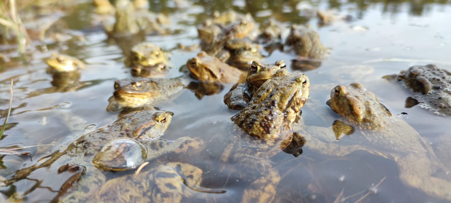 Amphibiens sauvés à la Gruère