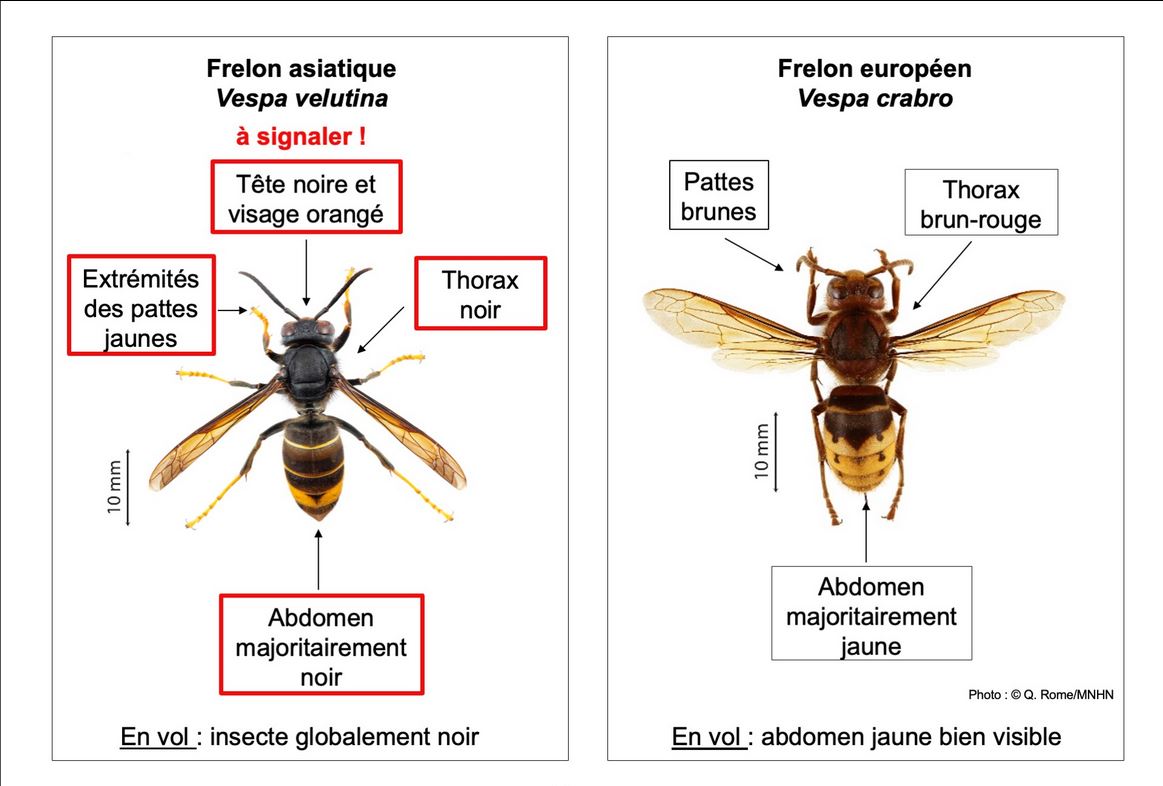 Traquer le frelon asiatique