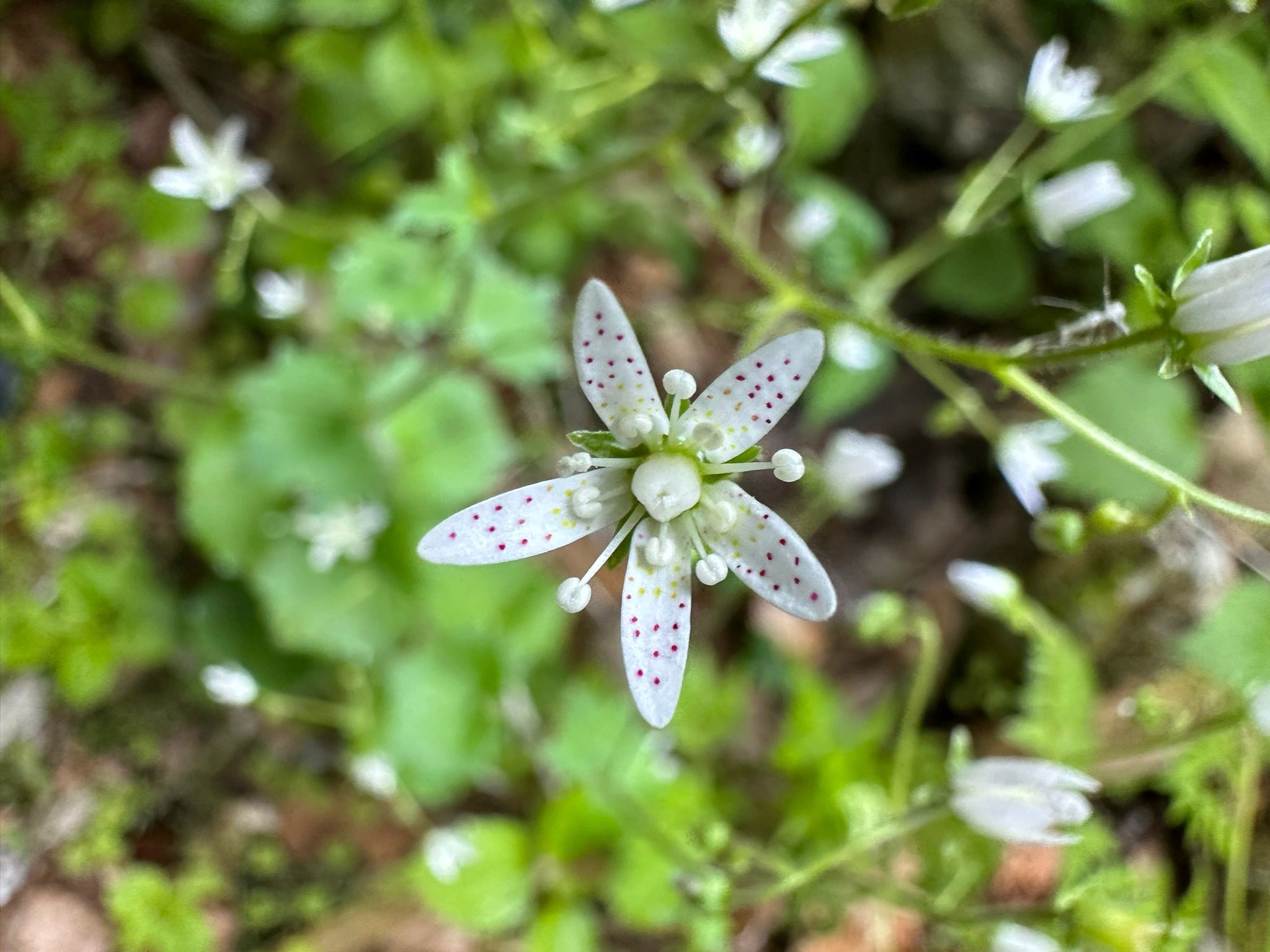 Le saxifrage à feuilles rondes, bijou de la Combe Grède