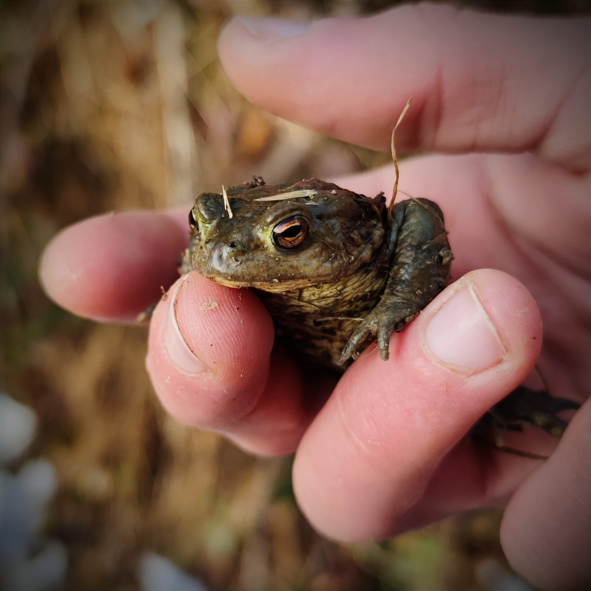 Rencontre avec les crapauds de l'étang de la Gruère